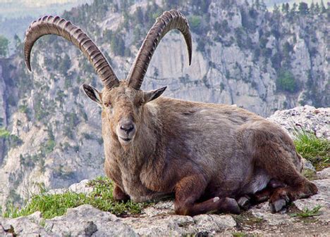 Himalayan Ibex - GKToday