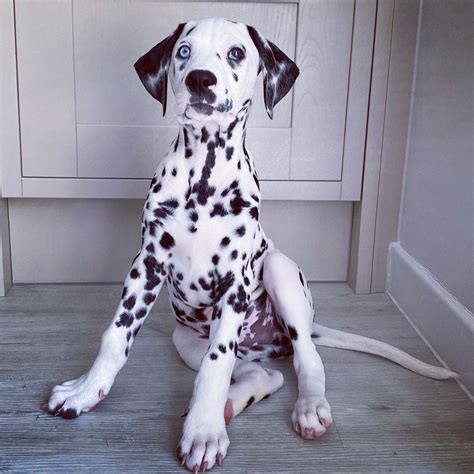 Seeing Spots #spots #spotteddog #spotty #puppiesofinstagram #puppy # ...