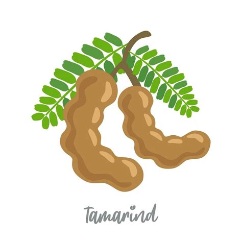 Vector image of two brown tamarind pods 7028800 Vector Art at Vecteezy