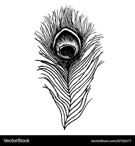 Peacock feather sketch Royalty Free Vector Image