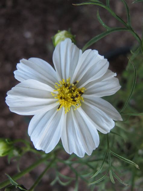 A White Cosmos Flower by Michaline "Adela" Bak on 500px | Cosmos flower ...