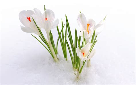 Snow Flowers - Wallpaper, High Definition, High Quality, Widescreen