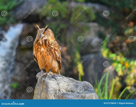 Eagle owl on rock stock photo. Image of green, purple - 87578834