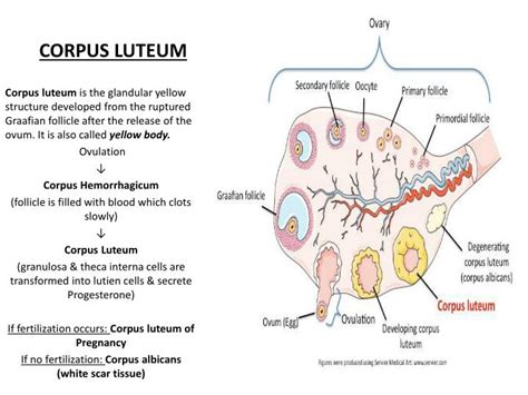 PPT - FEMALE REPRODUCTIVE SYSTEM PowerPoint Presentation - ID:2130991