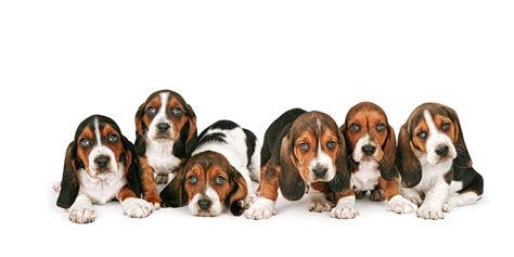 #1 | Basset Hound Puppies For Sale By Uptown Puppies