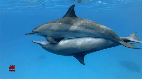 Dolphins mating season - New version - YouTube