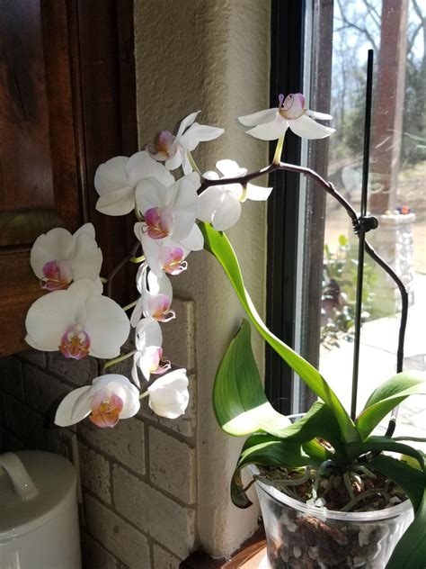 It took 3 years and a lot of love but this beauty is fully bloomed with 12 on one stem. : orchids