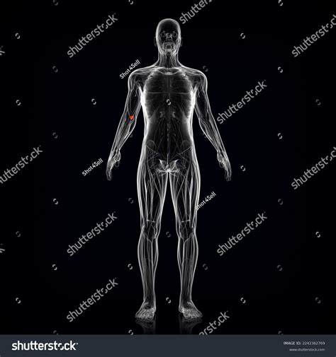 Human Male Olecranon Bursa Muscle Anatomy Stock Illustration 2242362769 | Shutterstock