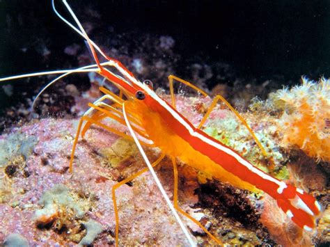 Cleaner Shrimp – "OCEAN TREASURES" Memorial Library