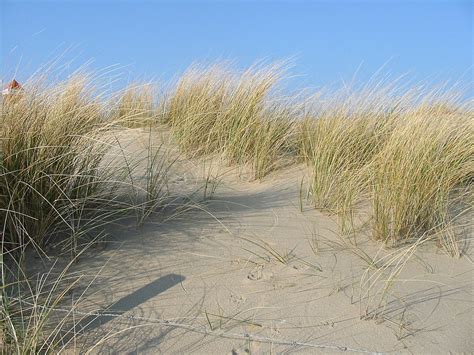 Planting of marram grass on Inch Beach, Annascaul, Co Kerry - Annascaul ...