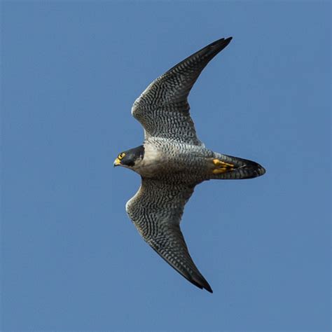 Birding Valencia -Peregrine Falcon- Refugio Marnes