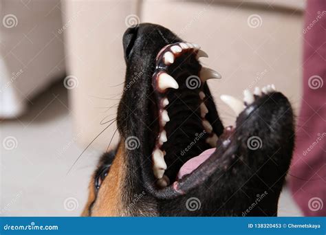 German Shepherd Dog Showing Its Teeth, Closeup Stock Image - Image of ...