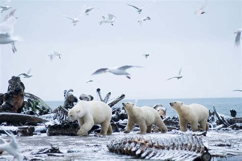 The survivors: Is climate change really killing polar bears? | New Scientist