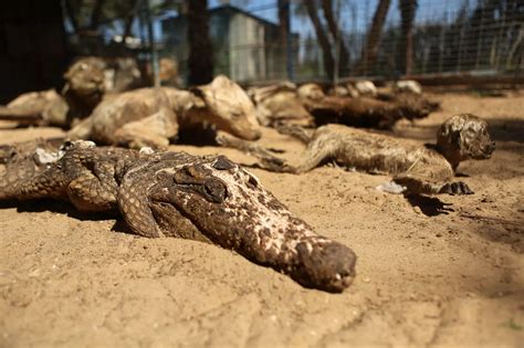 Mummified animals Khan Younis zoo, Gaza - Mirror Online