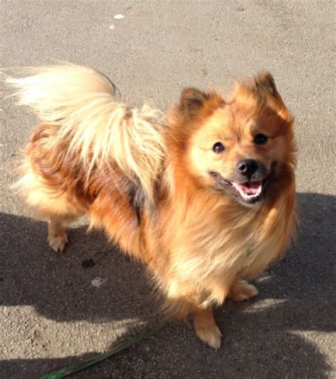 Simba – 1-2 year old male German Spitz cross Pomeranian dog for adoption