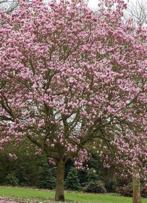 Facts About the Tulip Magnolia Tree - StumpBustersLLC