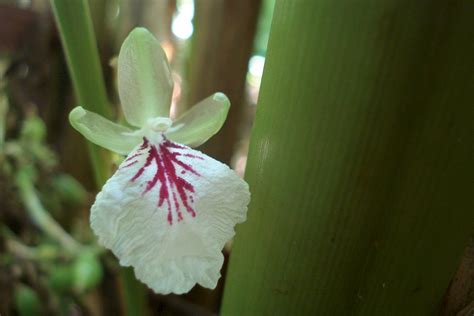 Elettaria cardamomum - UF/IFAS Assessment - University of Florida ...