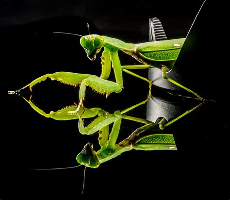 2560x1440 wallpaper | green praying mantis | Peakpx