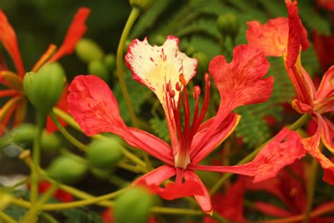 Gulmohar Tree Information, Uses and Growing Tips