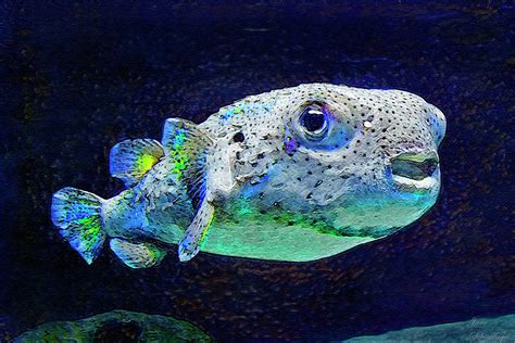 Puffer Fish Digital Art by Jane Schnetlage - Fine Art America