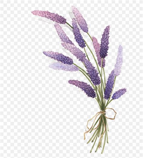 Lavender Drawing, PNG, 888x983px, Lavender, Art, Botanical Illustration ...