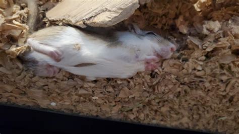 Sleeping positions 💤 : r/gerbil