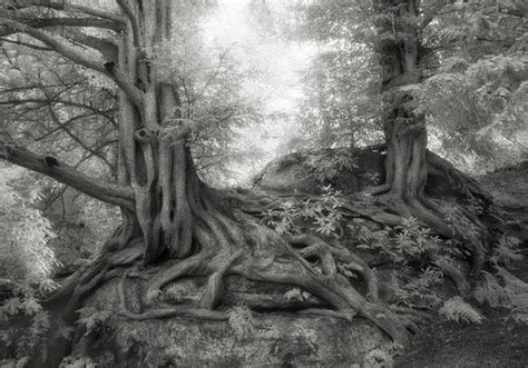 This Woman Has Spent The Last 14 Years Photographing The World's Oldest Trees