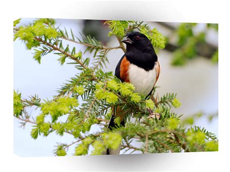 Bird Male Rufous Sided Towhee A1 Xlarge Canvas