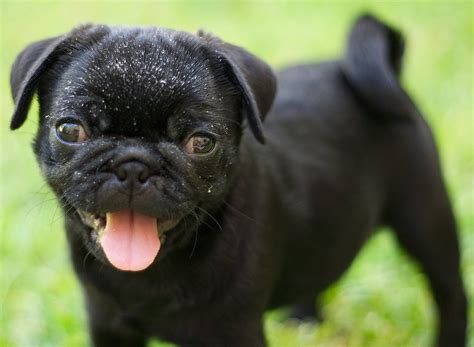 Baby Rose 1 | Black female pug - goes by the name 'Rose'. Ul… | Flickr