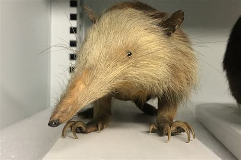 New England Zoo: Cuban Solenodon Conservation - zoosmedia