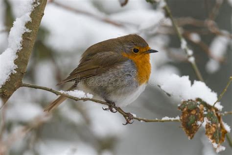 European robin in winter stock image. Image of bird - 113390839