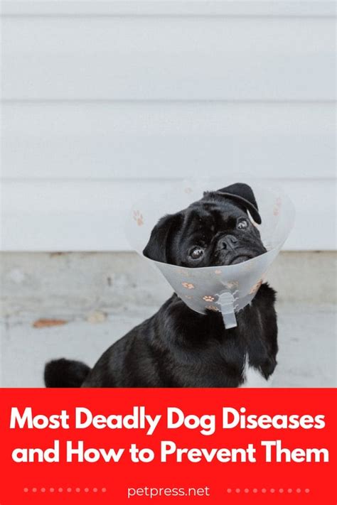 10 Most Deadly Dog Diseases and How to Prevent Them