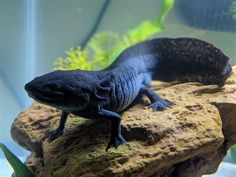 Draco, my melanoid axolotl : r/Aquariums