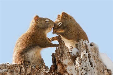 20+ Animal Couples That Prove Love Exists In The Animal Kingdom Too ...