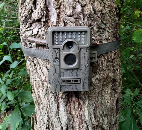 Not Seeing Bucks on Trail Cameras? | The Buck Advisors