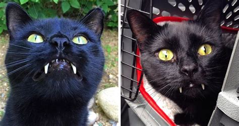 Woman Gets Surprised When Her Rescue Cat Turned Out to Be A “Vampire” | Bored Panda