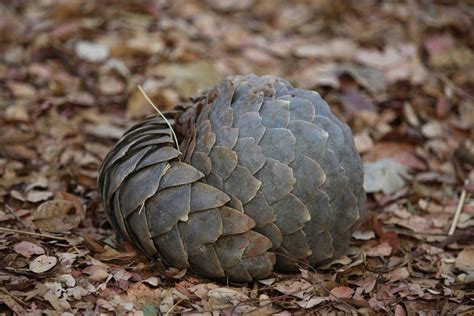 Celebrating World Pangolin Day, Here are 10 Facts about This Species