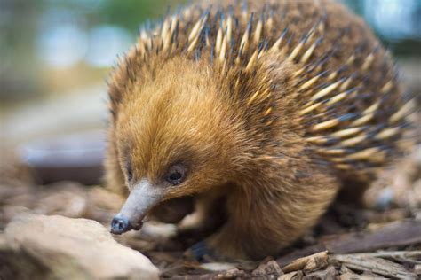 Species Spotlight: Tasmanian Short-beaked Echidna — Bonorong Wildlife ...