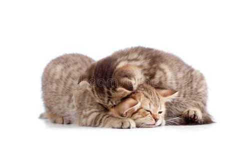 Two Small Kittens Playing Together Stock Images - Image: 24923694