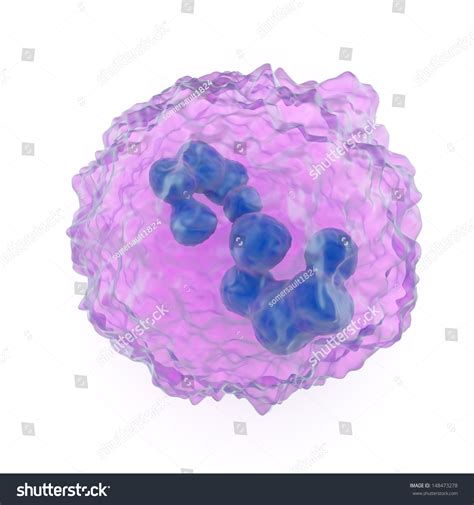 Illustration Showing Structure Megakaryocyte Large Nucleated Stock Illustration 148473278 ...