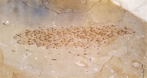 50-Million-Year-Old Fossil Captures A Swimming School Of Fish