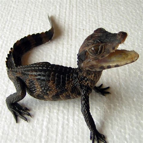 Dwarf Crocodile Pet