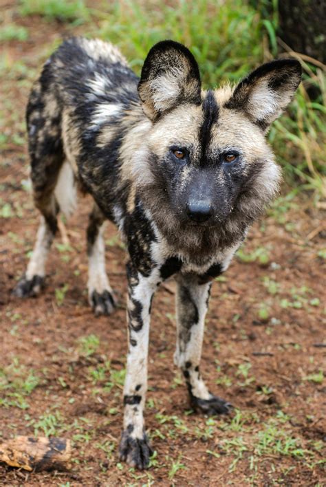 Free stock photo of african wild dog, endangered species, safari