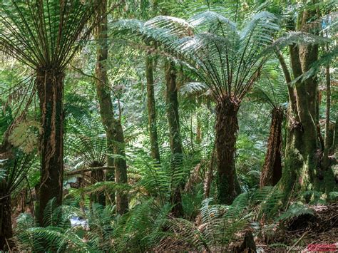 - Temperate rainforest in Tasmania, Australia | Royalty Free Image