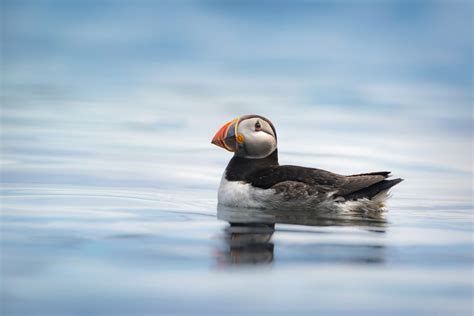 9 Things to Know to Get Great Seabird Photos | Nature TTL