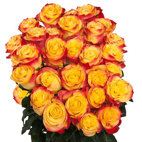 Beautiful Images Of Orange Roses