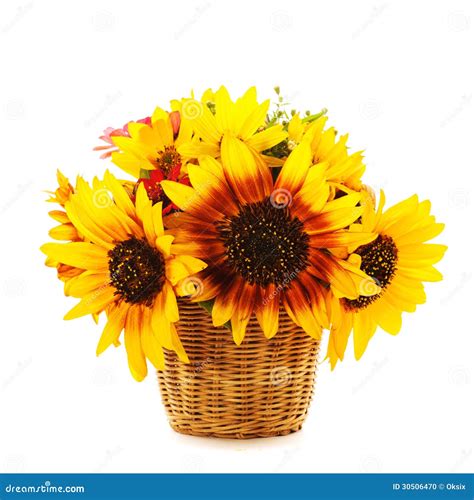 Sunflowers in Basket Isolated Stock Photo - Image of basket, isolated ...