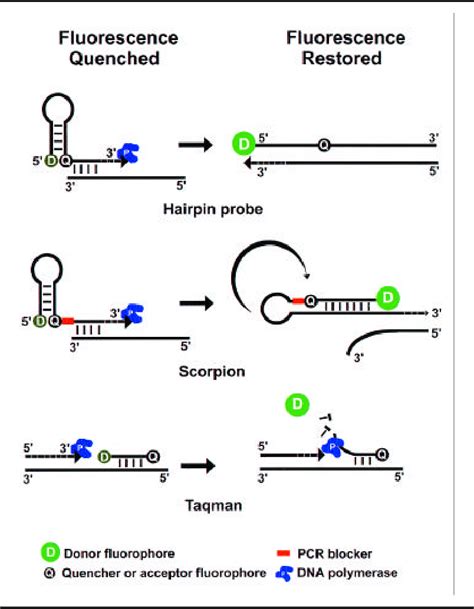 Figure 3 from DNA Probes Using Fluorescence Resonance Energy Transfer ...