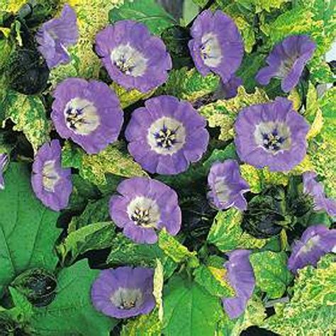 Cream Shoo Fly 200 Seeds - Nicandra - Herb - Hirt's Gardens