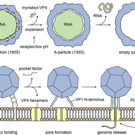 Picornavirus structure. a. Schematic representation of a picornavirus ...